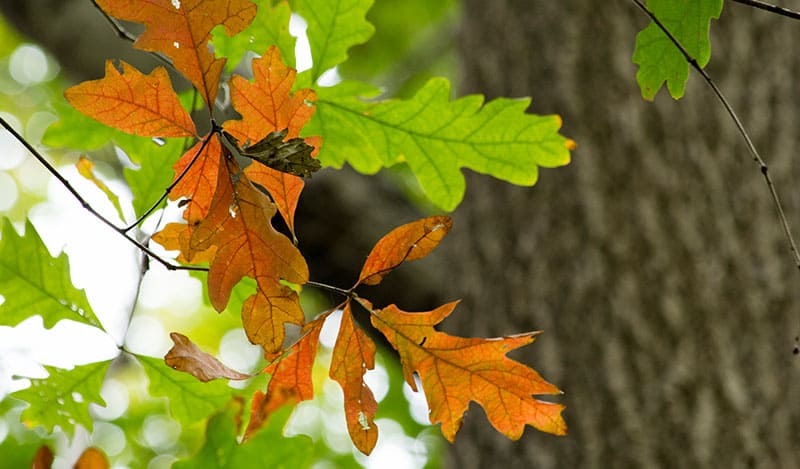 Late Summer Leaves