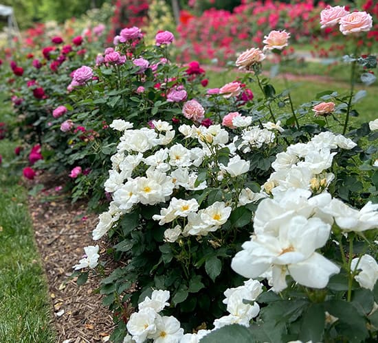 Jasper Crane Rose Garden