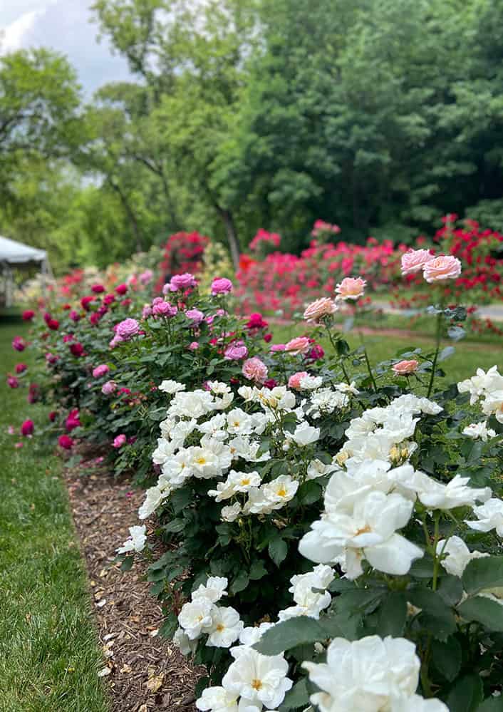 Restoring the Garden