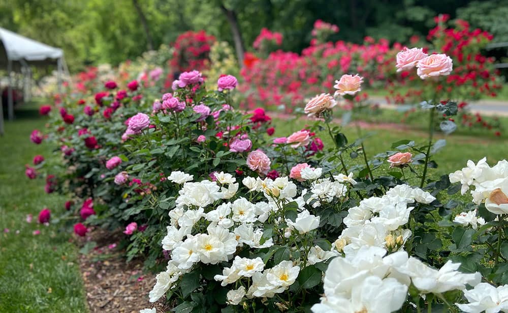 Rose Garden