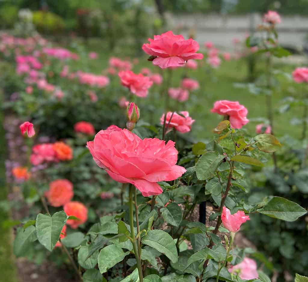 Jasper Crane Rose Garden Care