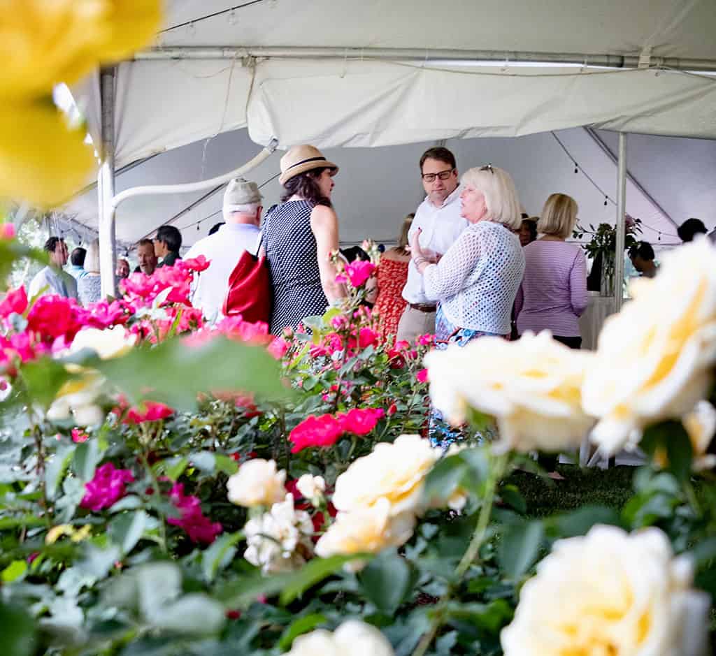 Jasper Crane Rose Garden Party